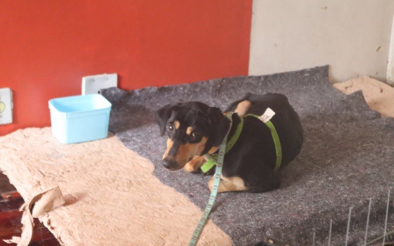Animais abrigados recebem atendimento de voluntários