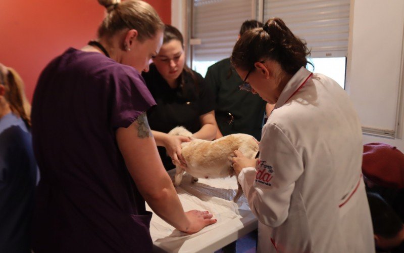 Animais abrigados recebem atendimento de voluntários