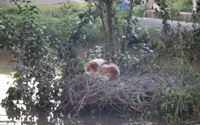 No bairro Canudos, cachorro parece sem forças em área alagada