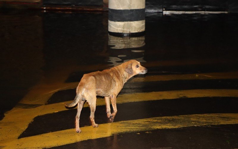 Animal resgatado no bairro Santo Afonso