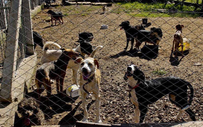 Animais aguardam pelo reconhecimento dos tutores