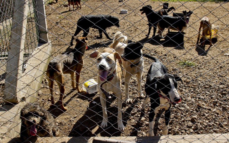 Locais estão lotados de pets recolhidos nas áreas de inundação