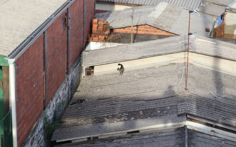 Animais pelos telhados tornaram-se cenas tristes e comuns