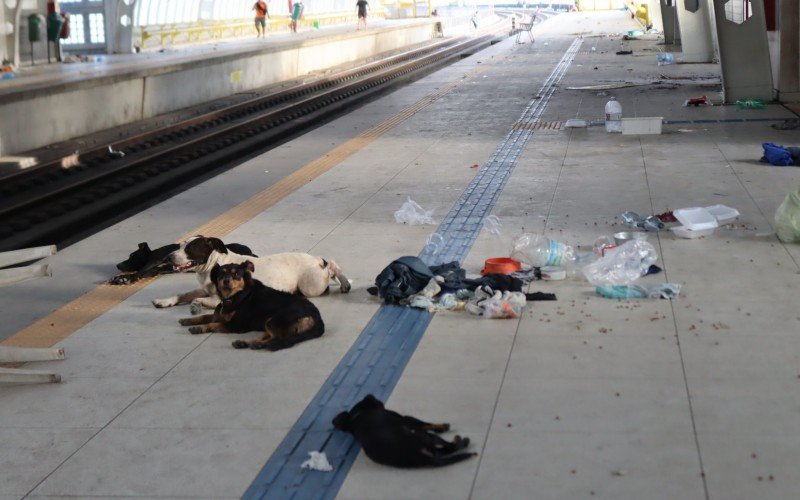 Animais padecem na Estação Rio dos Sinos