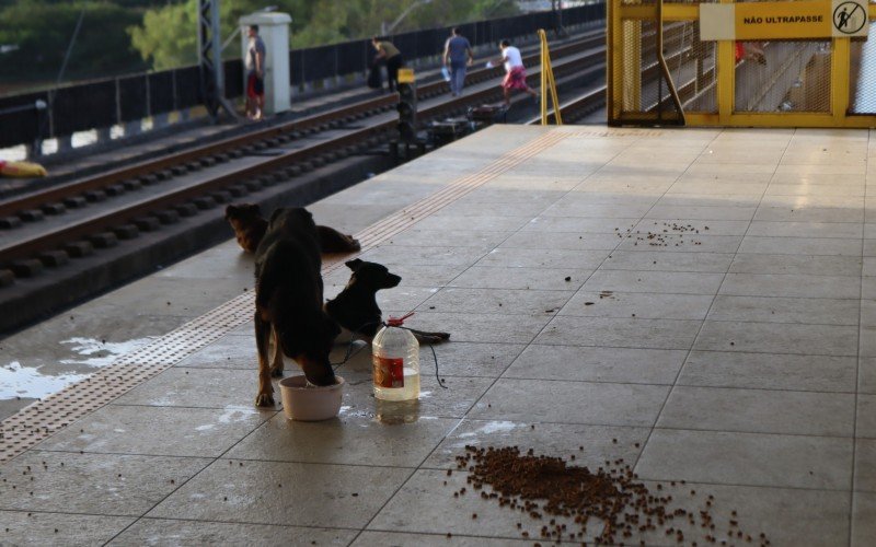 Animais com pouca água e comida disponível