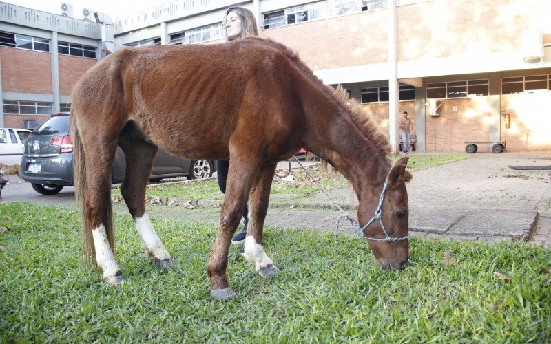 Cavalo Caramelo | abc+