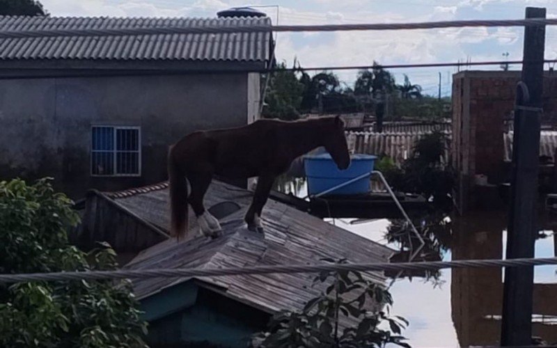 Cavalo é resgatado após ficar mais de 24 horas ilhado em cima de telhado em Canoas | abc+