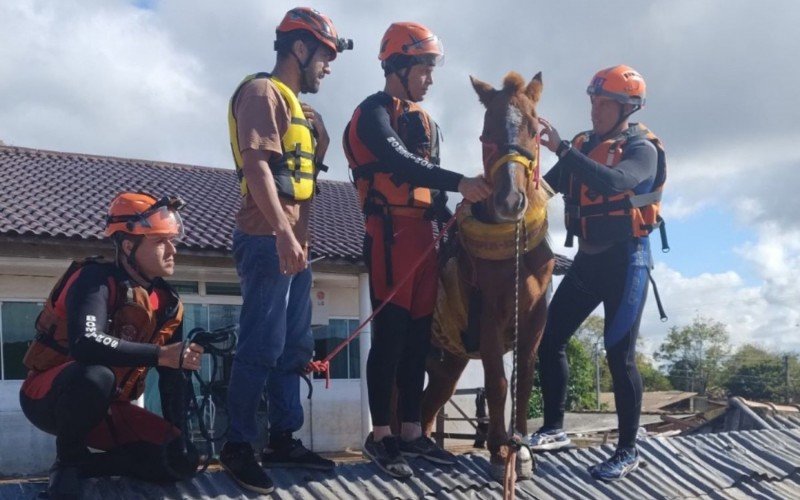 Cavalo resgatado sobre telhado de casa inundada em Canoas está em hospital veterinário