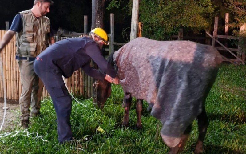 No Parcão, cavalo conseguiu ficar em pé