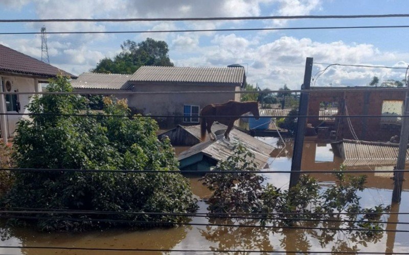 Cavalo resgatado sobre telhado de casa inundada em Canoas está em hospital veterinário