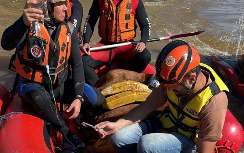 Cavalo resgatado sobre telhado de casa inundada em Canoas está em hospital veterinário