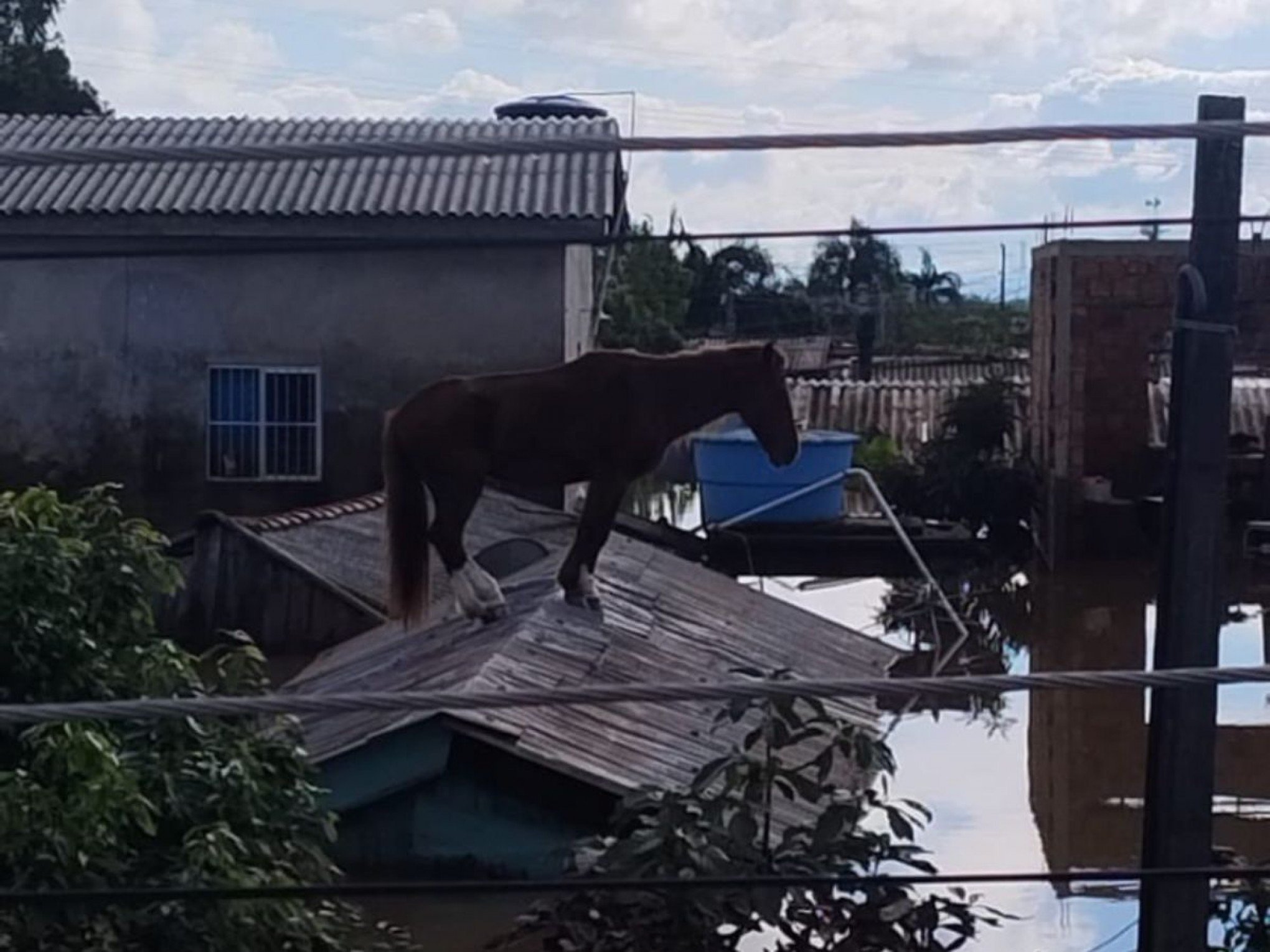 CATÁSTROFE NO RS: Cavalo é resgatado após passar dias ilhado em cima de telhado em Canoas