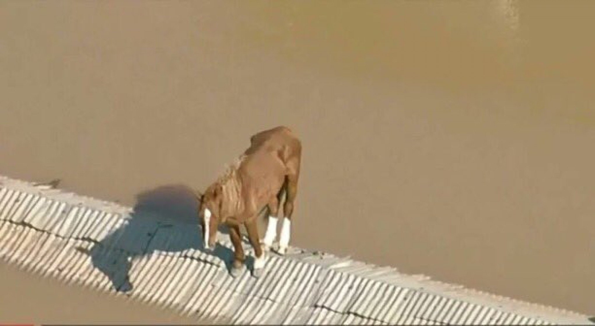 CATÁSTROFE NO RS: Exército faz operação para resgatar cavalo ilhado em telhado de Canoas