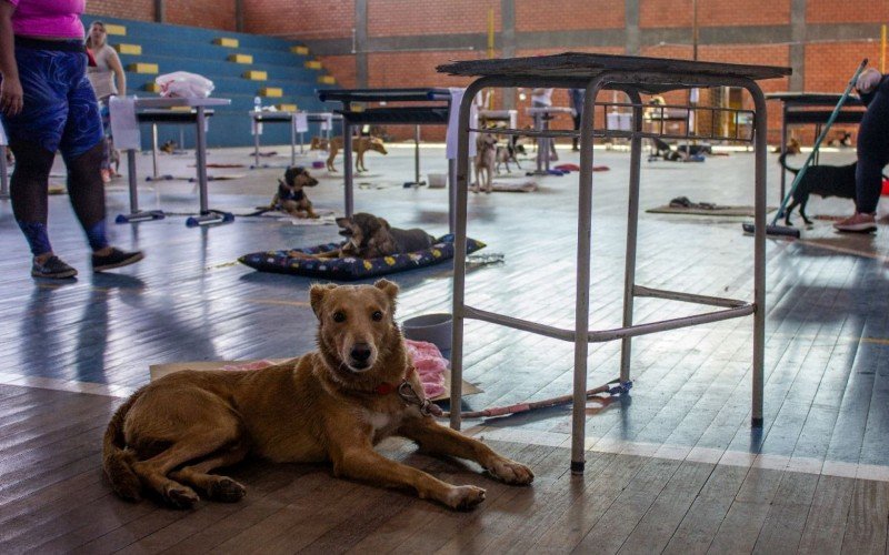 Pedido é para que no local sejam levados apenas animais que estejam correndo risco de vida e necessitam de tratamento urgente 