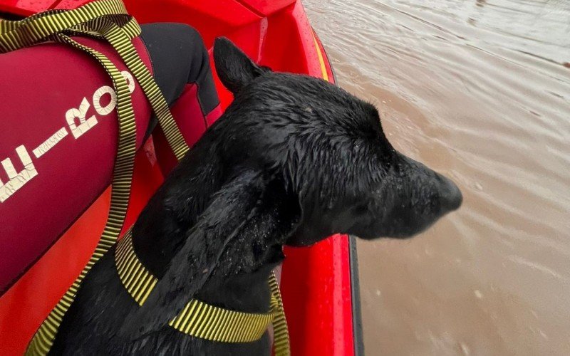 Resgate de animais segue sendo realizado mesmo com chuva | abc+