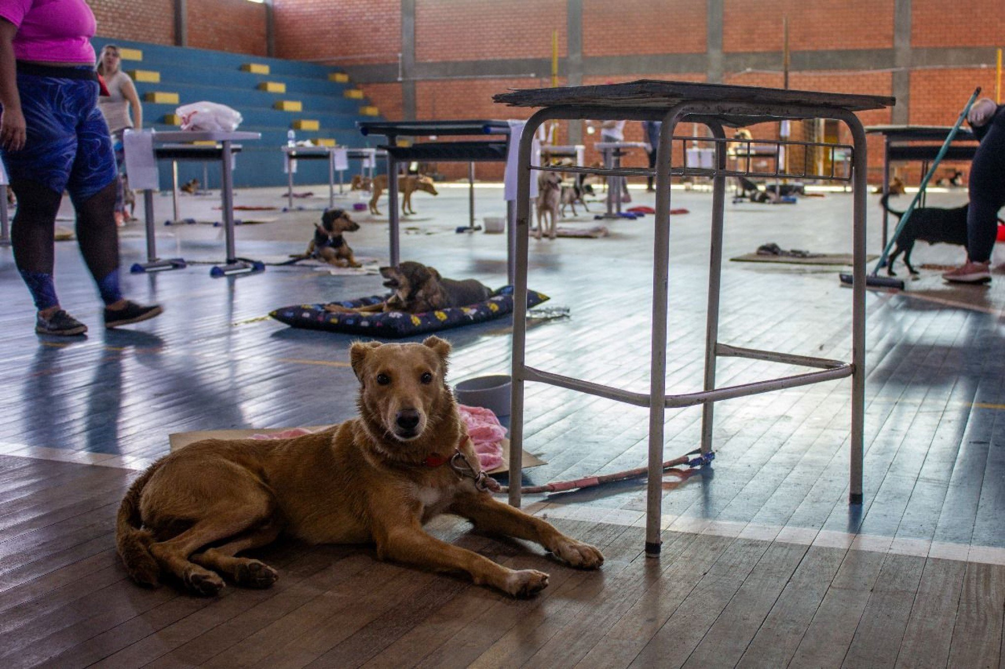 Abrigo montado para acolher animais resgatados atinge lotação máxima em São Leopoldo