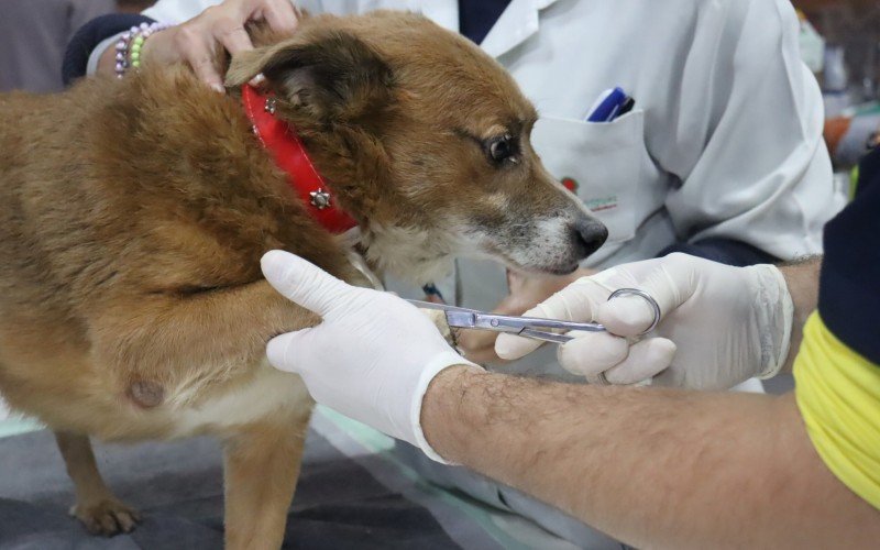 Duas seleções estão abertas para contratação de profissionais e estudantes de Veterinária