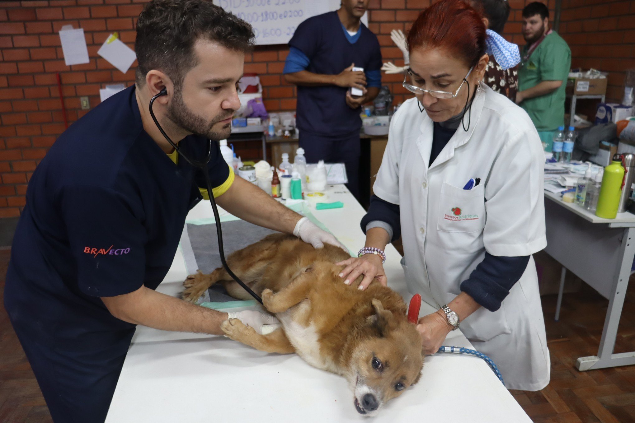 CATÁSTROFE NO RS: Hospital Veterinário de Campanha é montado para atender pets em São Leopoldo