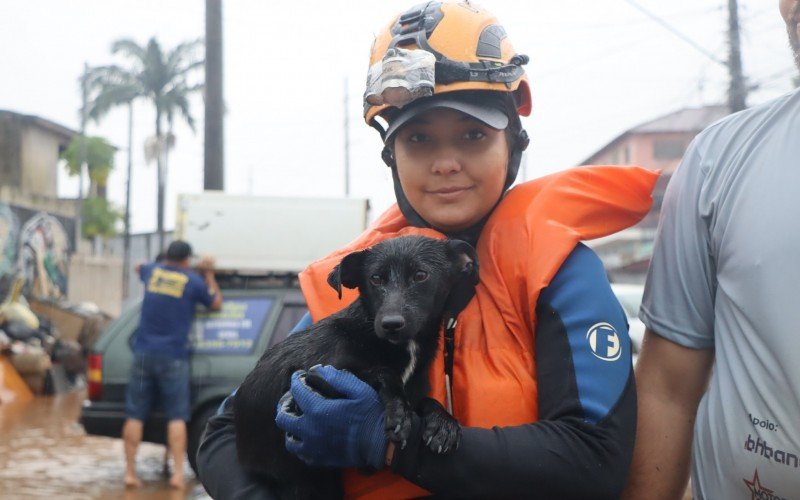 Cachorrinho salvo da enchente