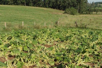 Hortaliças na região de sanga funda em Nova Santa Rita