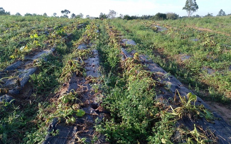 Cultivo de olerícolas com perdas severas em Nova Santa Rita