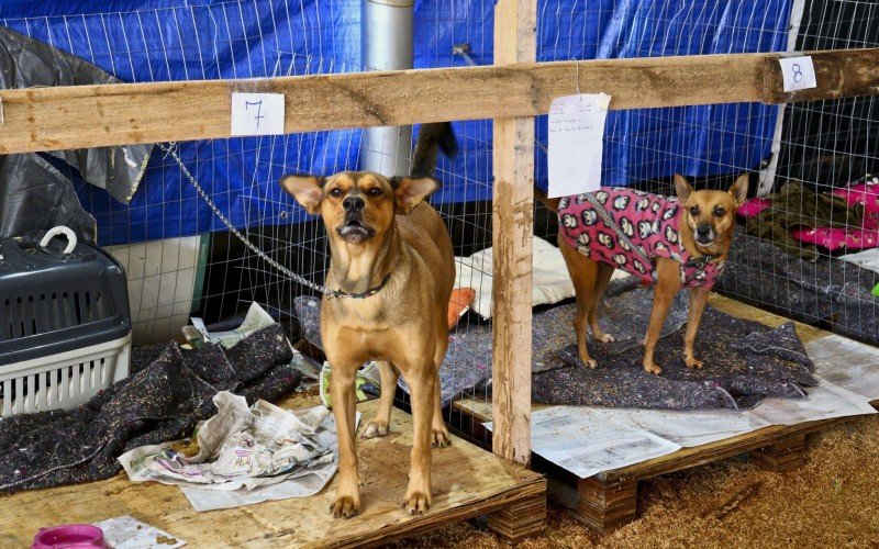 Pets abrigados na Ulbra precisam de ajuda de voluntários