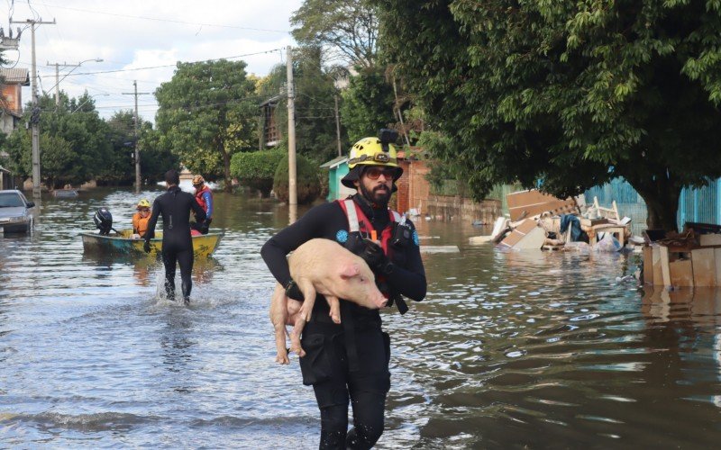 Porcos são resgatados na Vila Palmeira