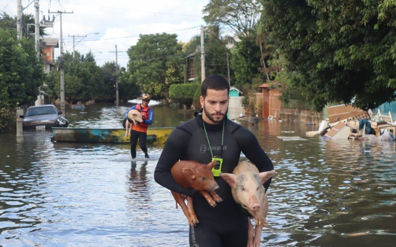 Porcos são resgatados na Vila Palmeira