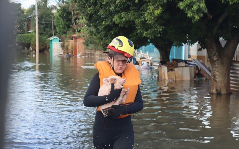 Porcos são resgatados na Vila Palmeira