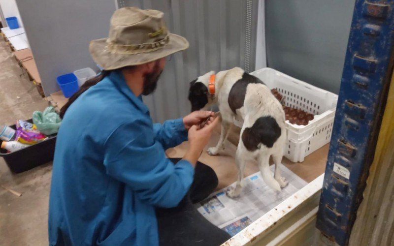 A presença de voluntários é fundamental para garantir que os pets tenham uma vida digna enquanto aguardam por seus tutores