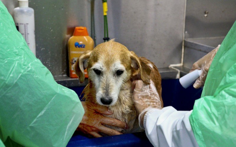 O cachorro "Vovô", abrigado na Paróquia Santa Luzia, ganhou banho e limpeza nesta sexta-feira (17)