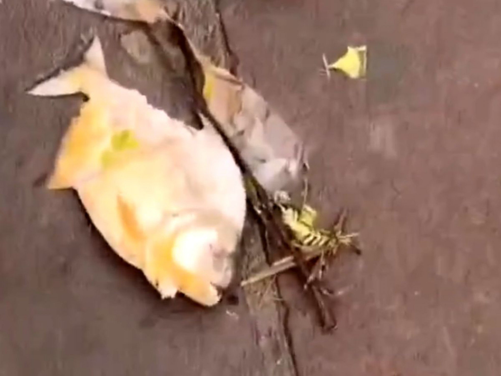 VÍDEO: Piranhas palometas são vistas em ruas alagadas de Porto Alegre