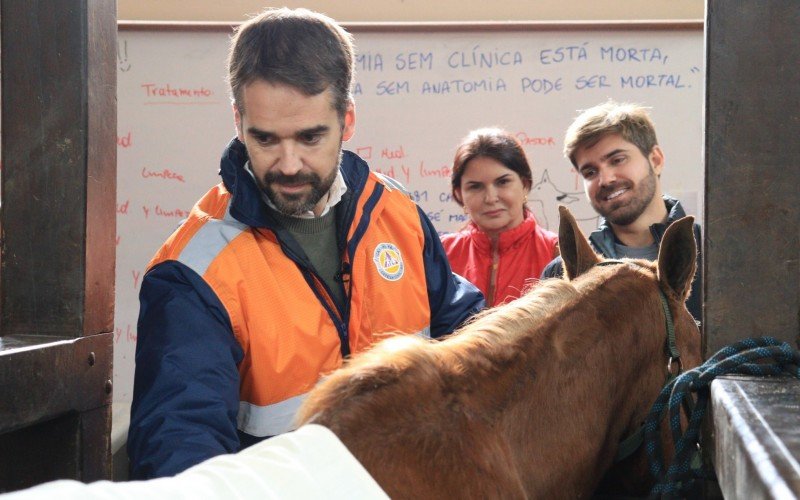 Batizado de Caramelo, cavalo resgatado em telhado de Canoas está recebendo tratamento no Hospital Veterinário da Ulbra