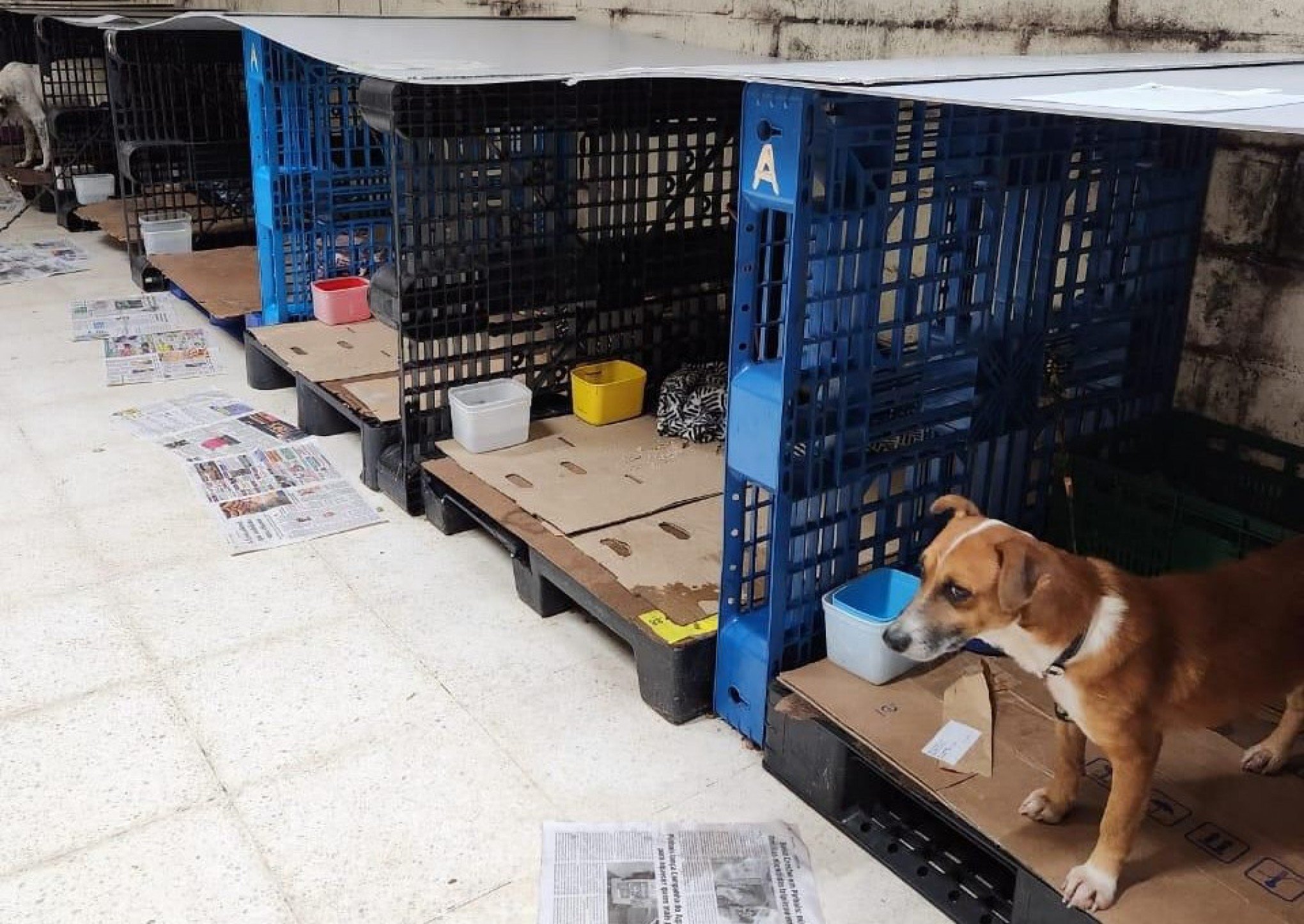 Pets resgatados da enchente em SÃ£o Leopoldo foram abrigados no prÃ©dio do antigo Big/Carrefour