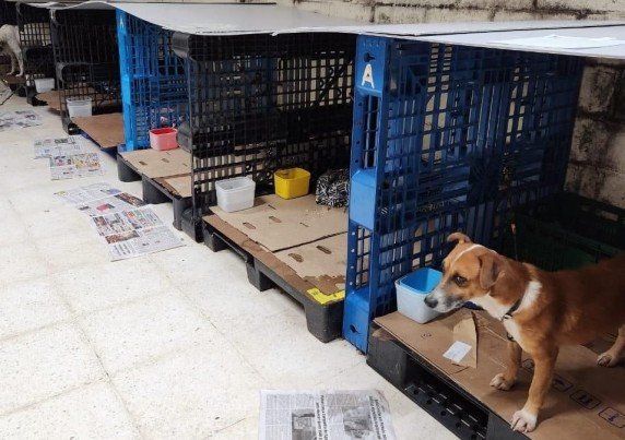 Abrigo para pets fornece ração para animais de moradores atingidos pela enchente