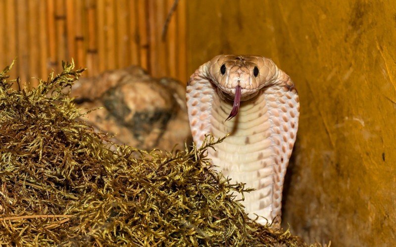 Imagem ilustrativa. Filhote de serpente naja desaparece de laboratório do Instituto Butantan | abc+