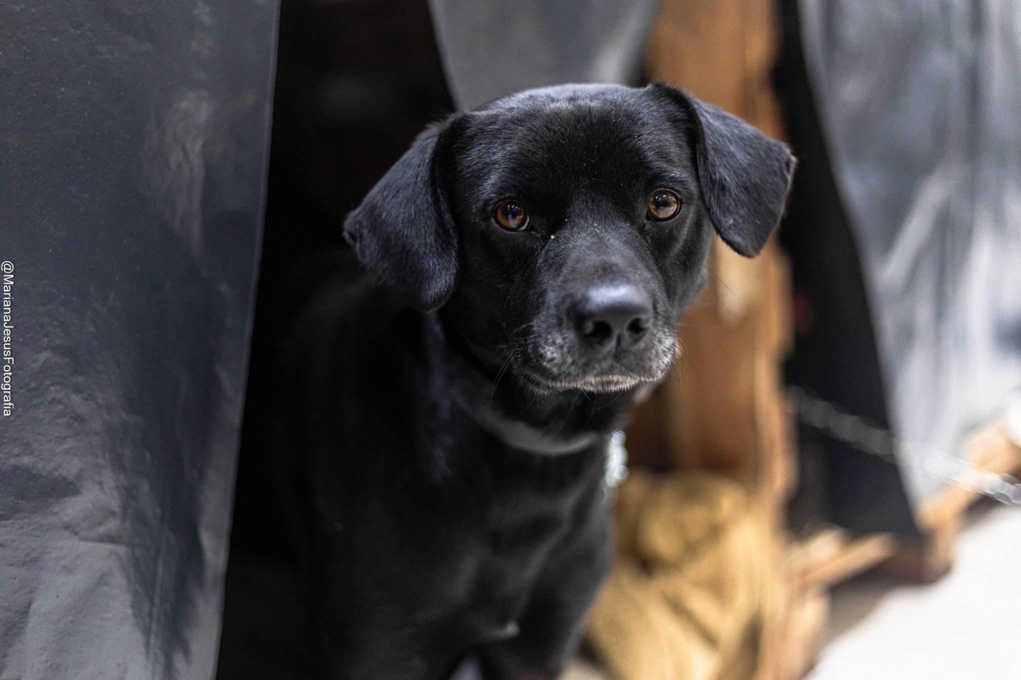 Mutirão voluntário garante castração de 200 cães resgatados da enchente em São Leopoldo