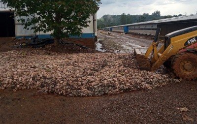 Aves morreram em decorrência das enchentes | abc+