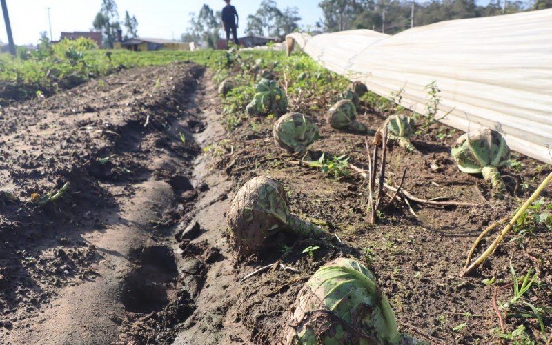 Na propriedade da família Strack, em Lomba Grande, 80% da plantação de hortaliça foi afetada, aquilo que não perdeu acabou ficando danificado pelo excesso de chuva | abc+