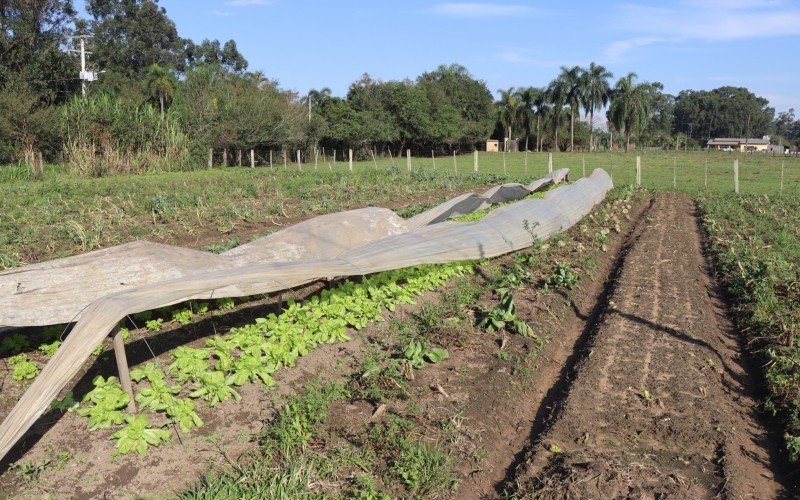 Na propriedade da família Strack, em Lomba Grande, 80% da plantação de hortaliça foi afetada, aquilo que não perdeu acabou ficando danificado pelo excesso de chuva | abc+