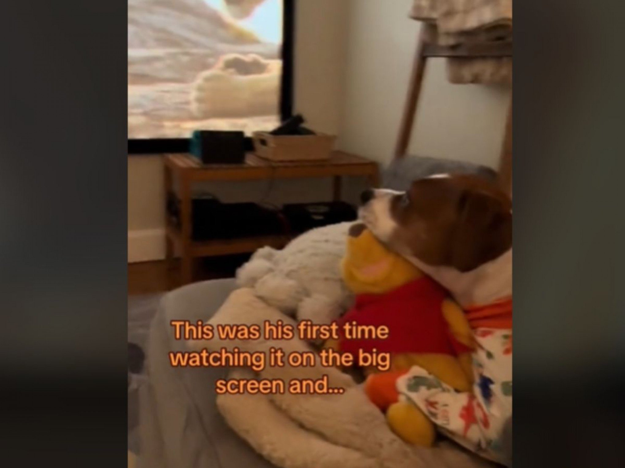 Cão cinéfilo? Cachorro viraliza por amar ver filmes; Veja vídeo