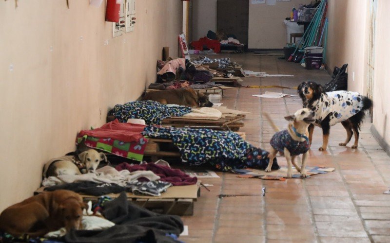 CATÁSTROFE NO RS: Saiba como está funcionando o abrigo de animais após médicos voluntários encerrarem trabalho na Fenac