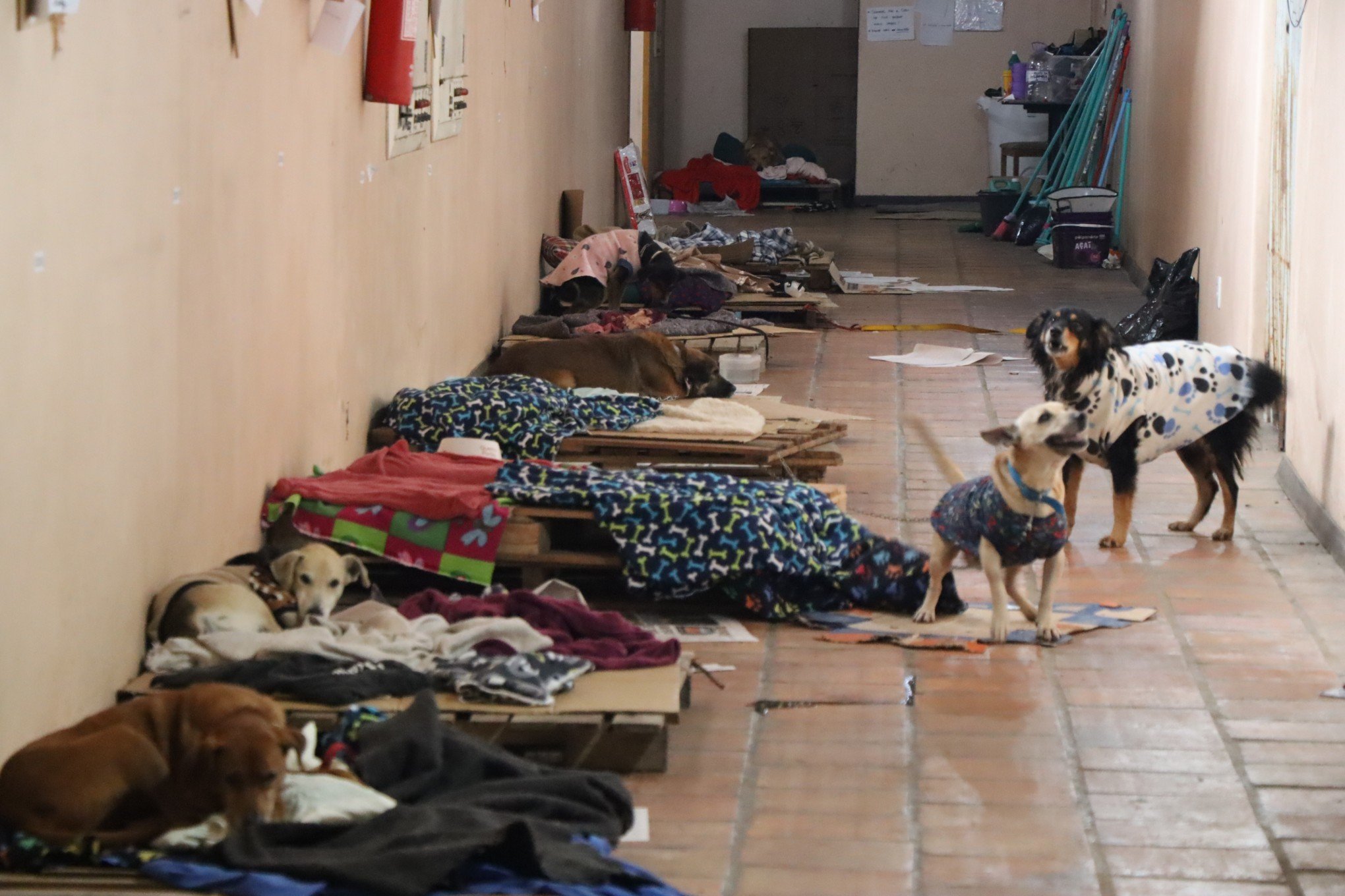 Falsa veterinária atendia em abrigo de animais da enchente em Novo Hamburgo
