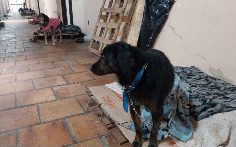 Alguns cães ficam no corredor e usam pallets como caminha | abc+