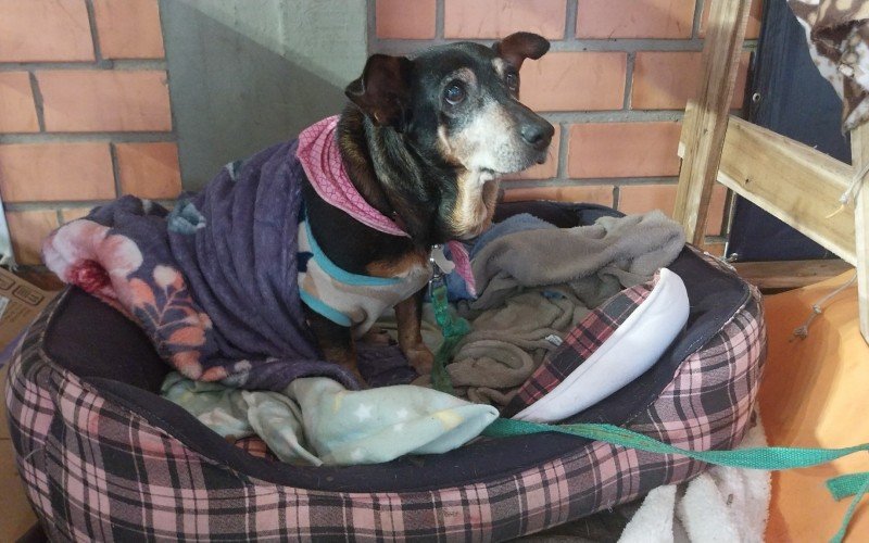 Macho, cão idoso. Só come alimento pastoso, não tem mais os dentes. Dócil