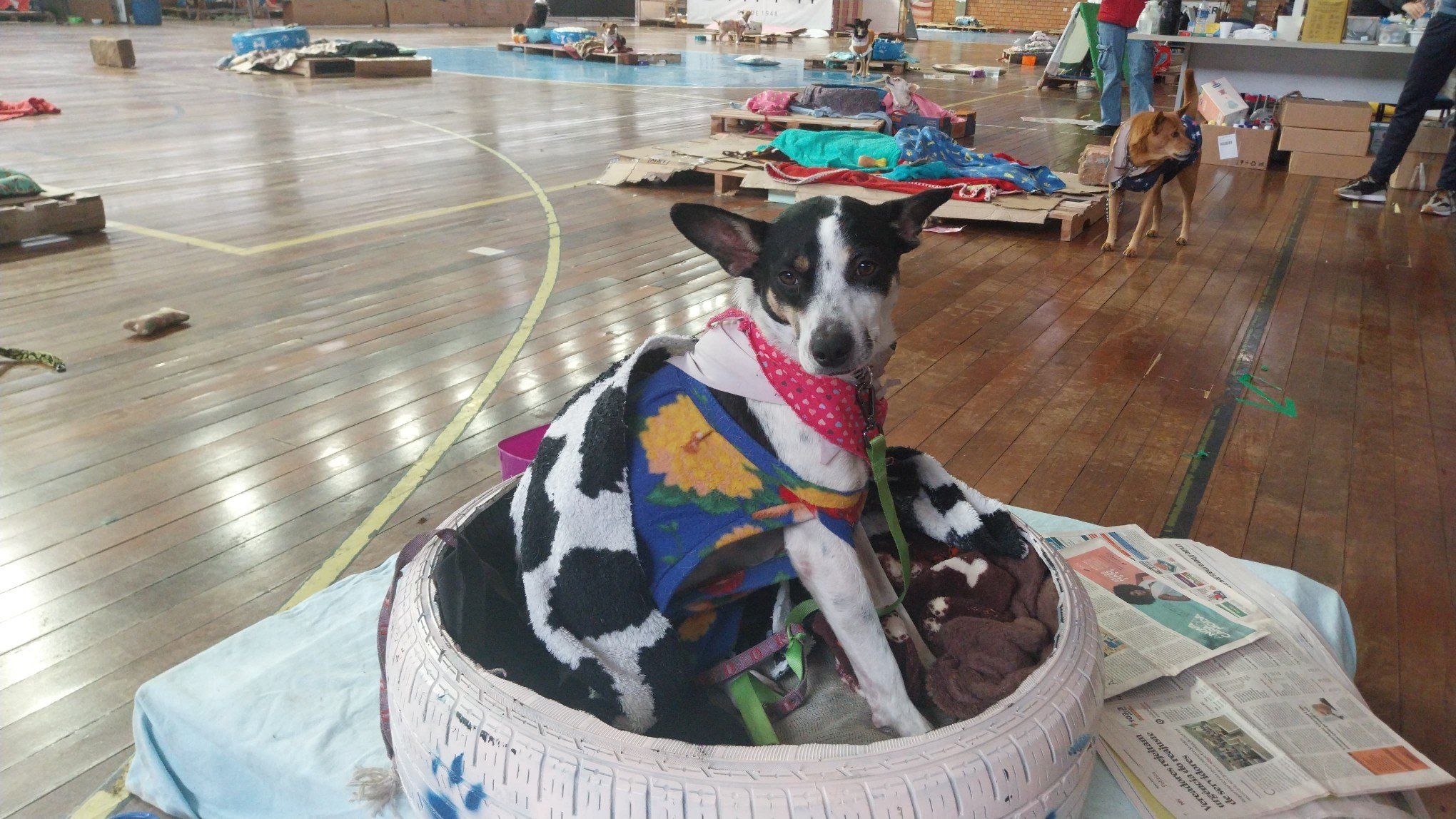 Feira de adoção dará novo lar aos cães resgatados na enchente; veja onde conhecer seu novo "aumigo"