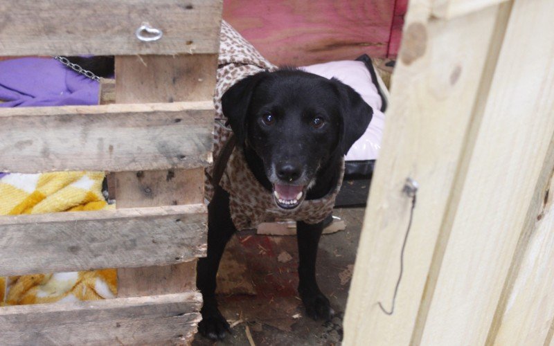 abrigo cachorro pata molhada canoas enchente