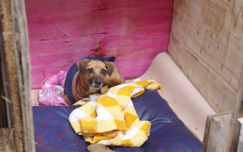 Animais no abrigo Pata Molhada aguardam por seus tutores ou por novos lares