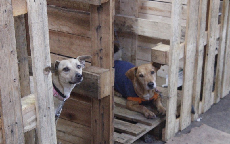 abrigo cachorro pata molhada canoas enchente