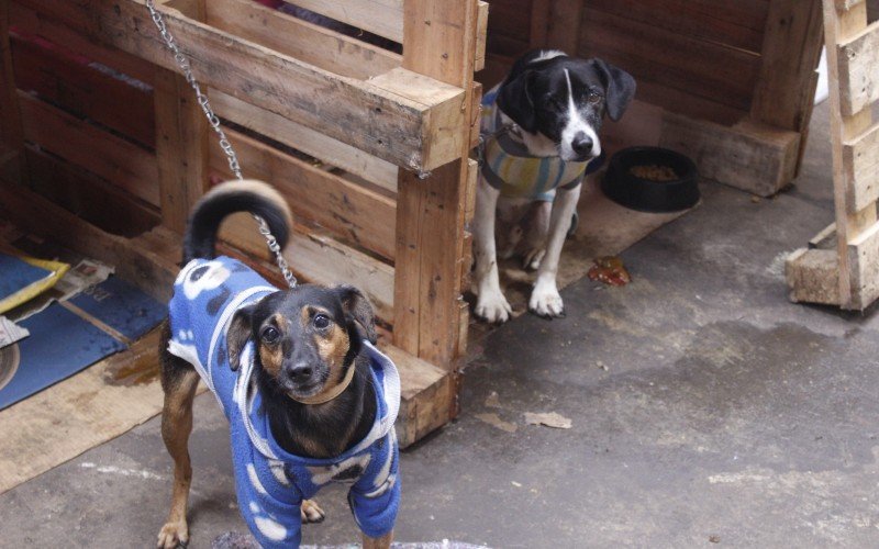 Cães resgatados aguardam por um lar